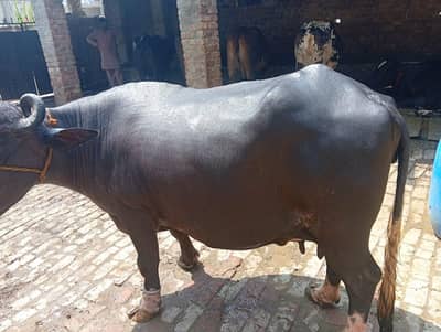 dosra sua ha bhins bohta achi ha dod 13 kg wazan kar k ha