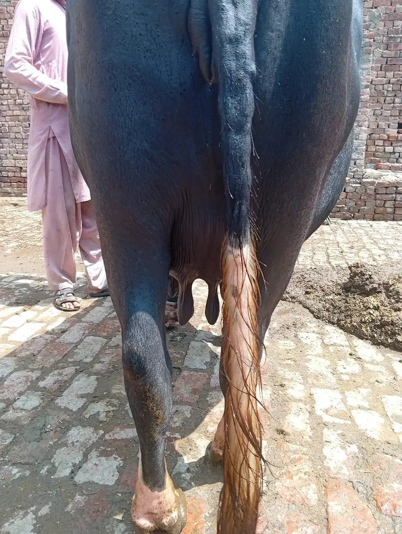 dosra sua ha bhins bohta achi ha dod 13 kg wazan kar k ha — photo 2