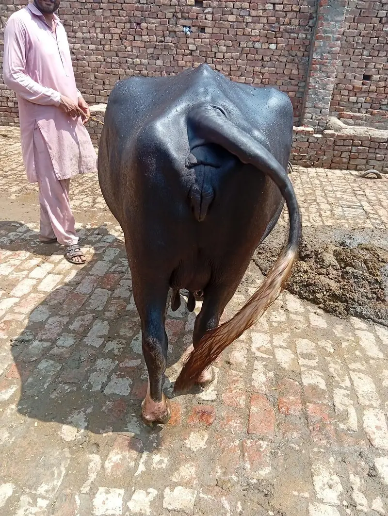 dosra sua ha bhins bohta achi ha dod 13 kg wazan kar k ha — photo 3