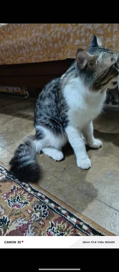 ghr Ka pala wa ha cat