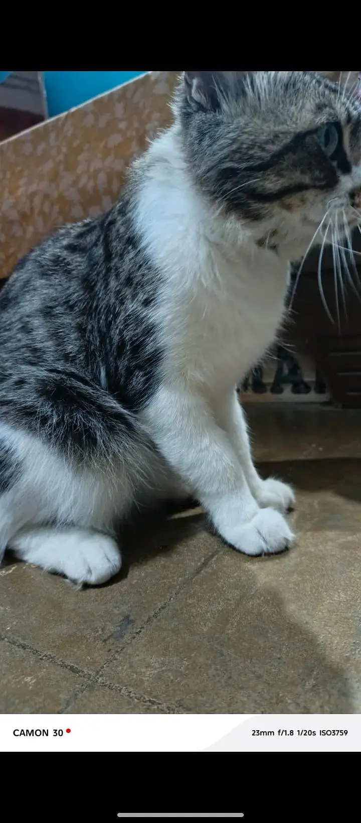 ghr Ka pala wa ha cat — photo 2