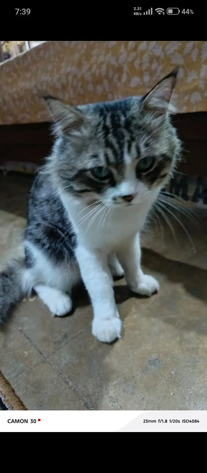 ghr Ka pala wa ha cat — photo 3