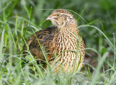 Quail birds