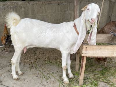For Sale: Heavy Nukra Gulabi Goat