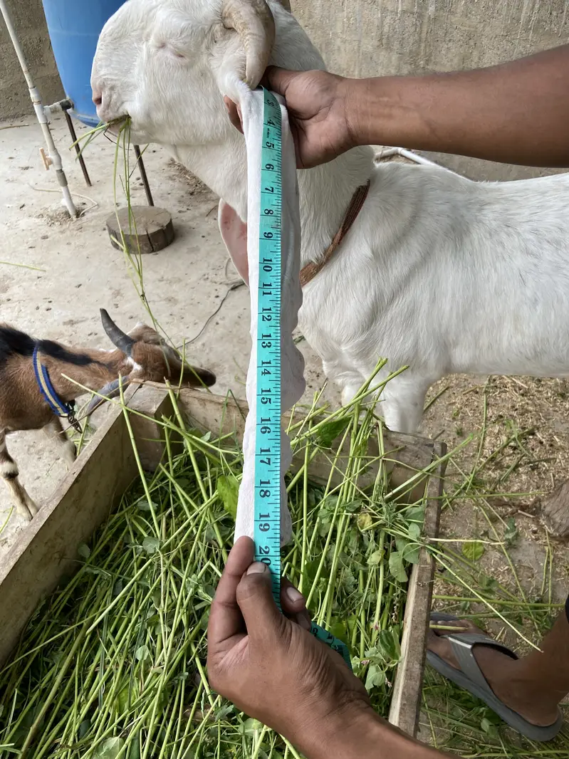 For Sale: Heavy Nukra Gulabi Goat — photo 2