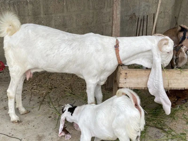 For Sale: Heavy Nukra Gulabi Goat — photo 3