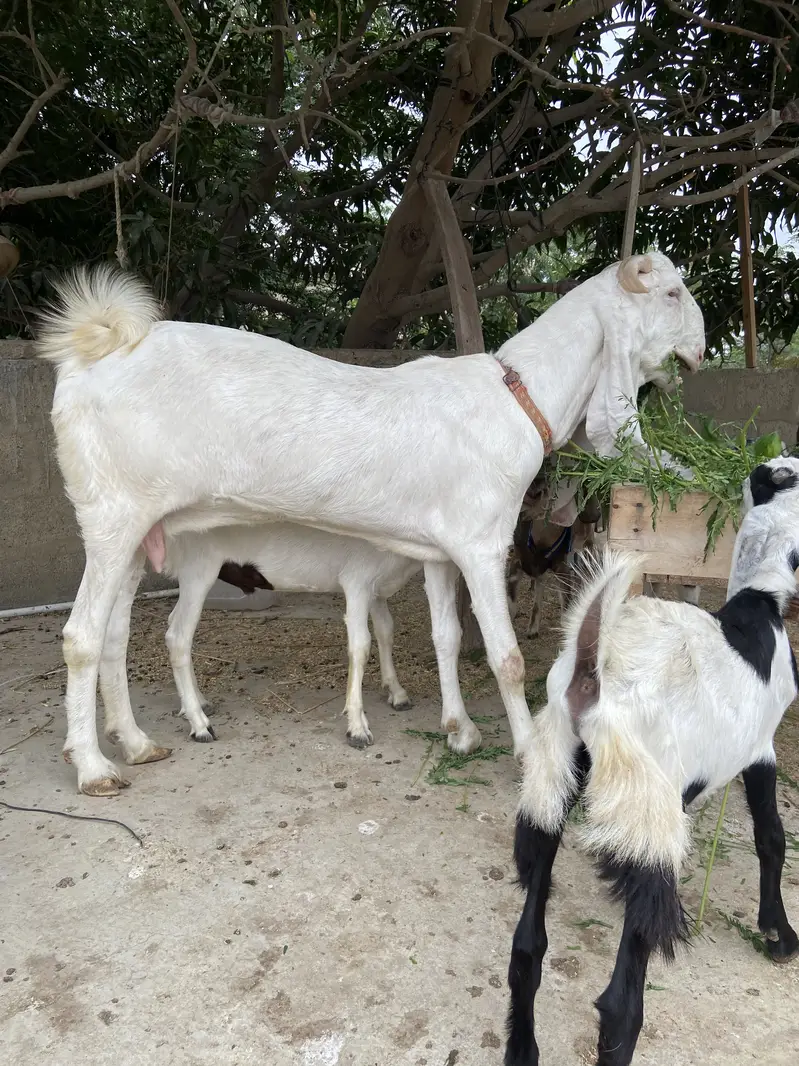 For Sale: Heavy Nukra Gulabi Goat — photo 4