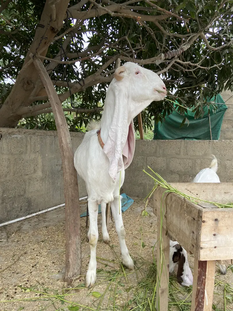 For Sale: Heavy Nukra Gulabi Goat — photo 5