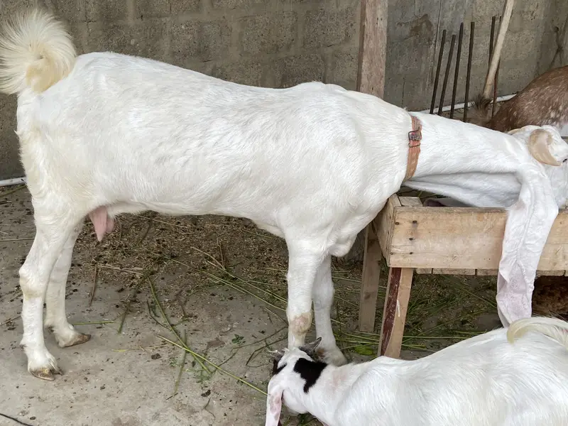 For Sale: Heavy Nukra Gulabi Goat — photo 6