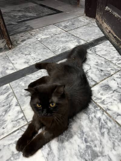 Persian cat for sale