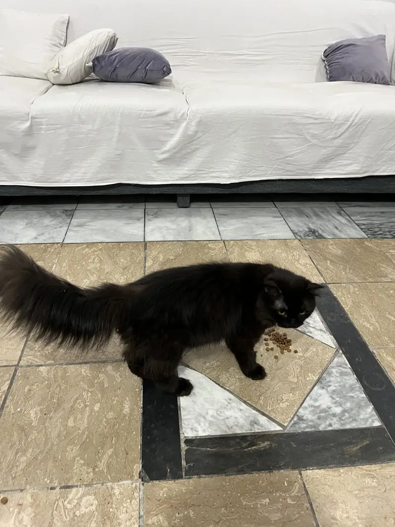Persian cat for sale — photo 3