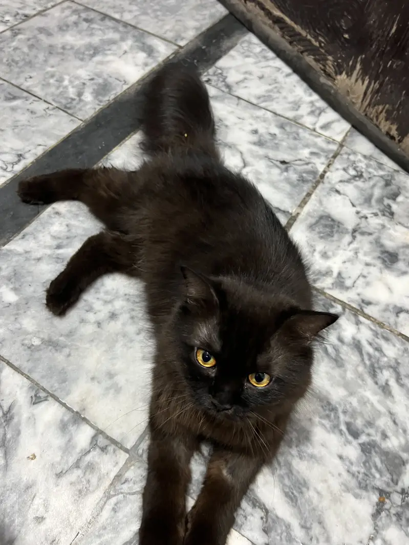 Persian cat for sale — photo 4
