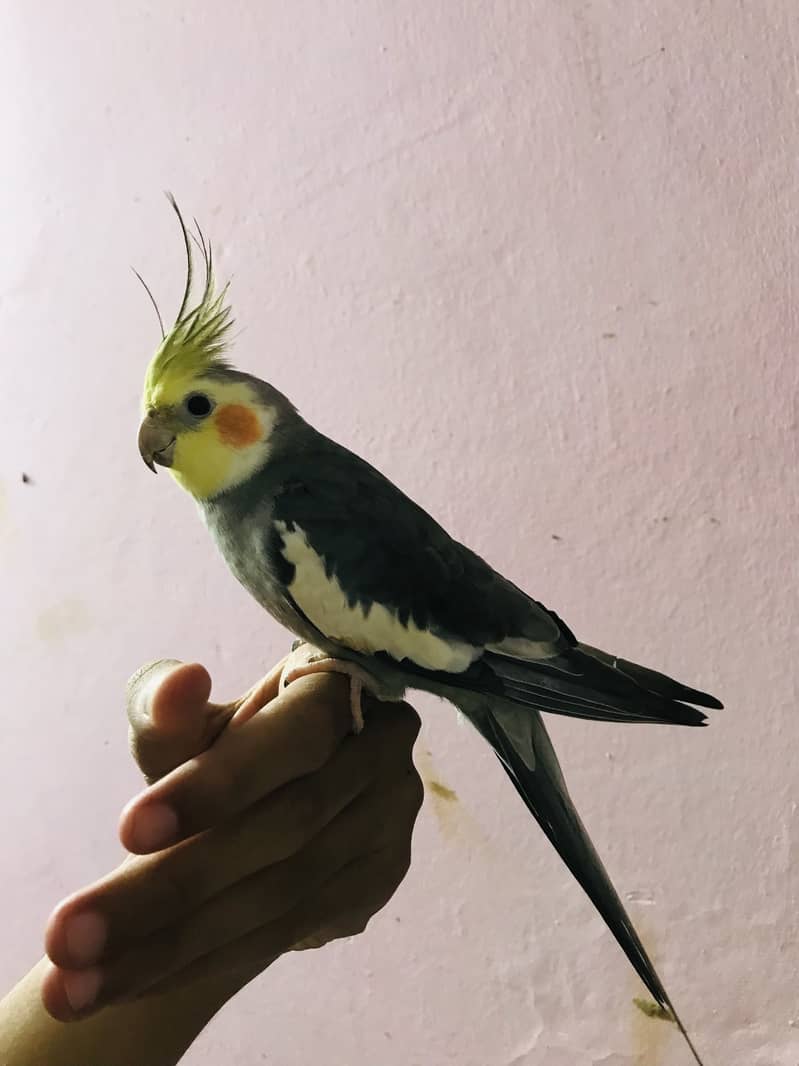 Taking parrot 0