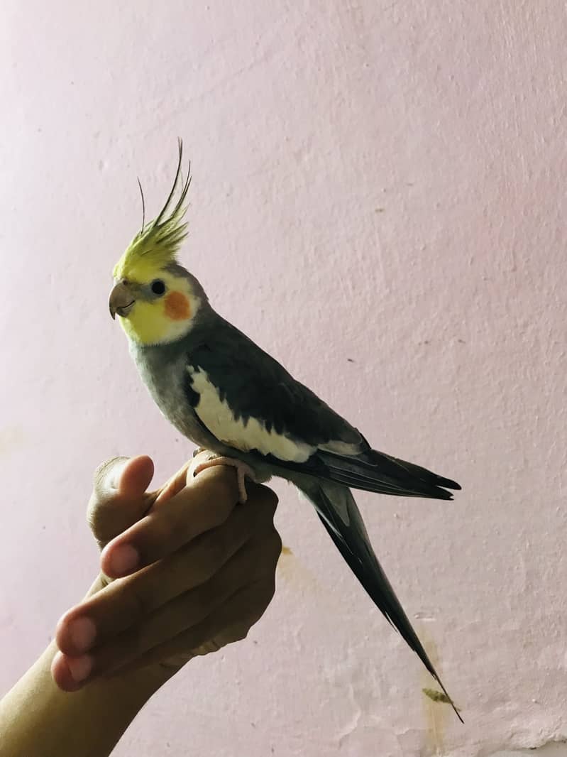 Taking parrot 1