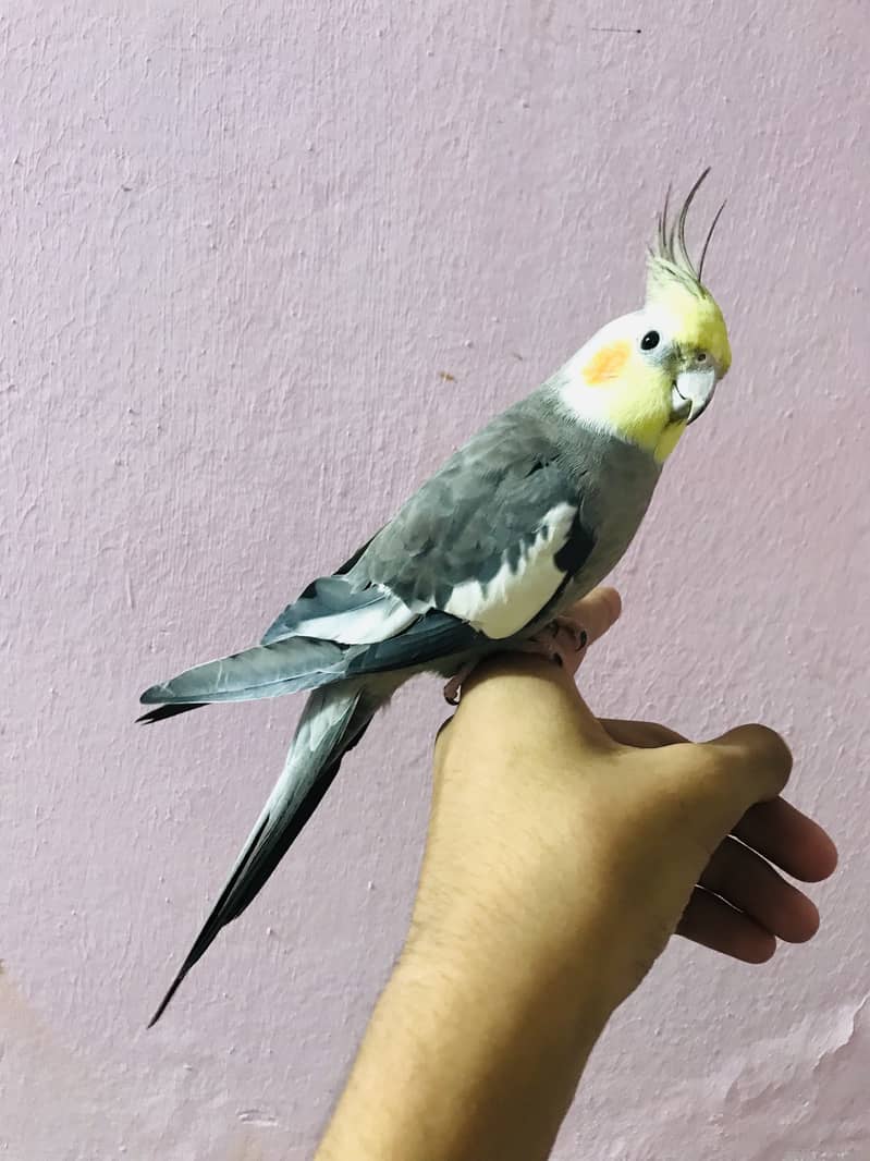 Taking parrot 2