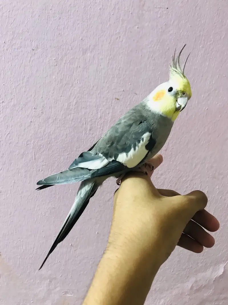 Taking parrot — photo 3
