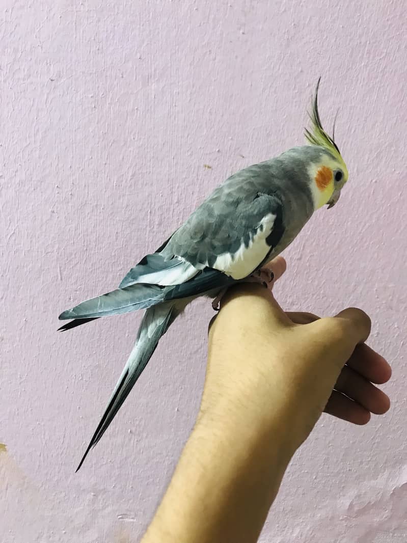 Taking parrot 3