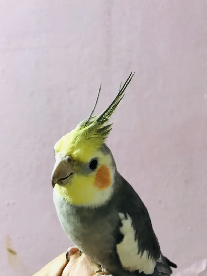 Taking parrot — photo 5