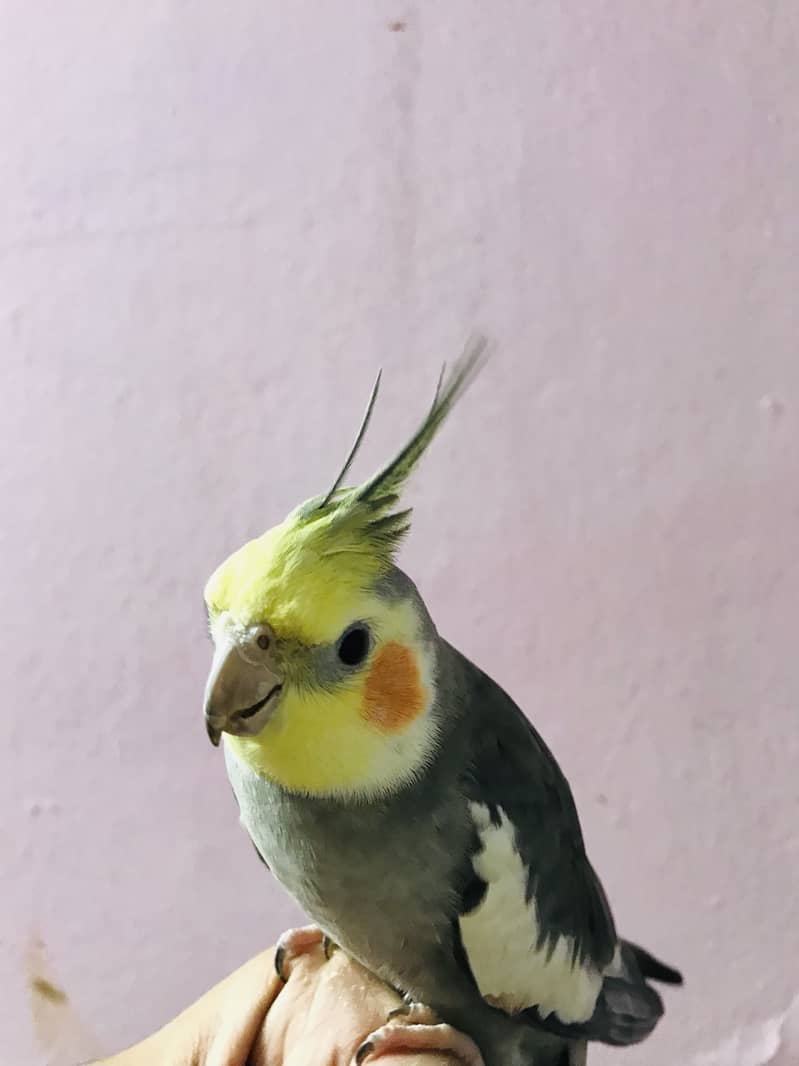 Taking parrot 5
