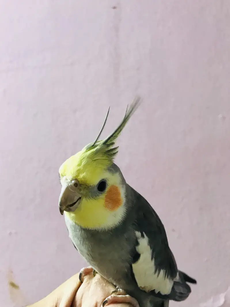 Taking parrot — photo 6
