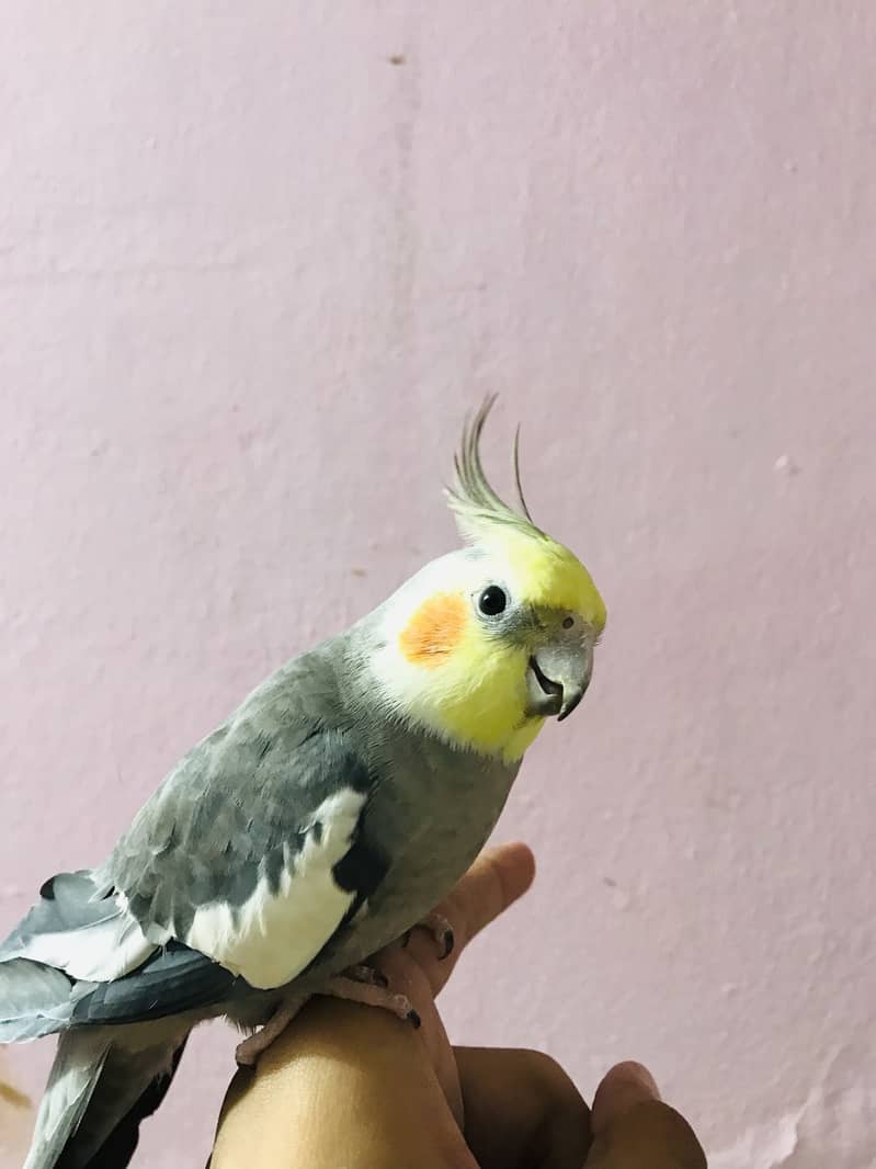 Taking parrot 6