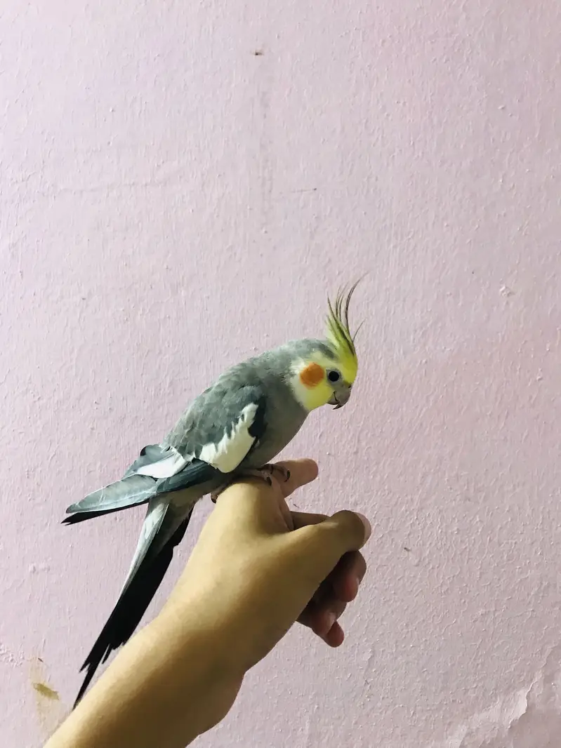Taking parrot — photo 8