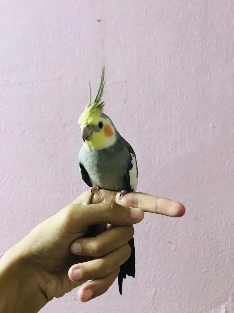 Taking parrot — photo 9