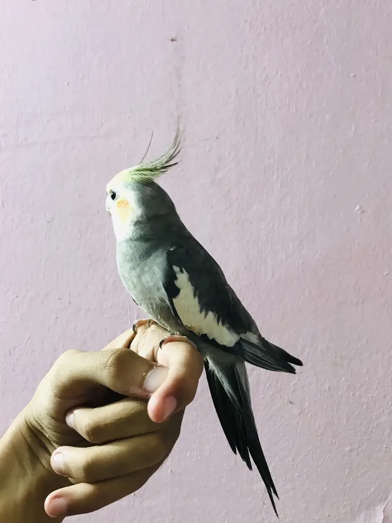 Taking parrot — photo 10