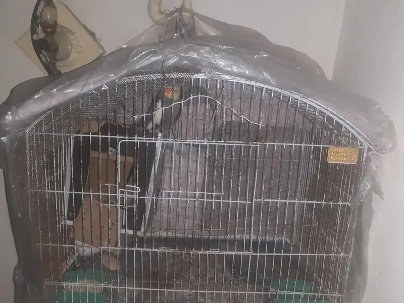 pure grey cocktail breeder pair — photo 2