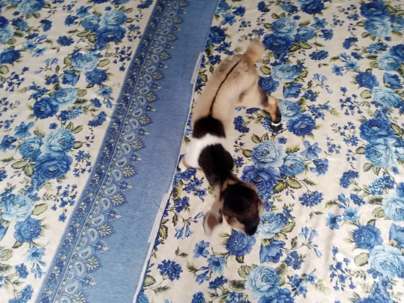goat kid — photo 2