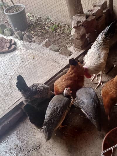 ghar ke ple hue desi 6 murgiyan or 1 murgha total 7