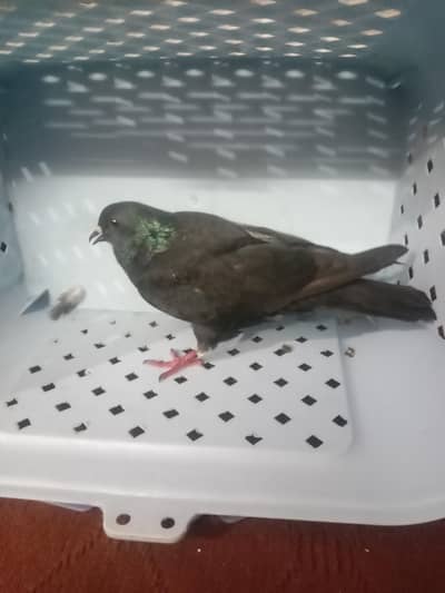 Beautiful Black Pigeon for Sale – Healthy & Active