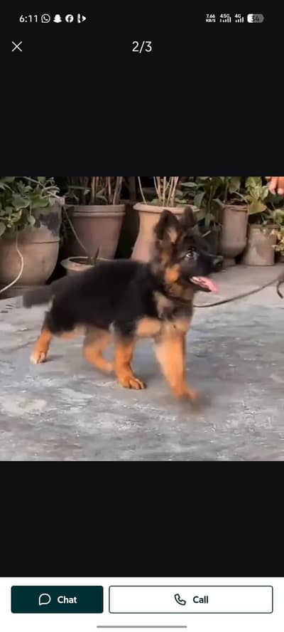German Shepherd long coat puppies for sale my WhatsApp 03484362527
