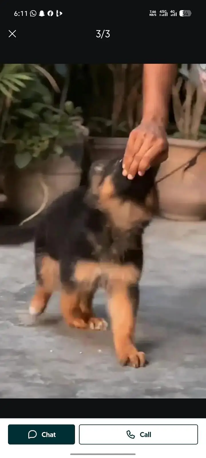 German Shepherd long coat puppies for sale my WhatsApp 03484362527 — photo 2