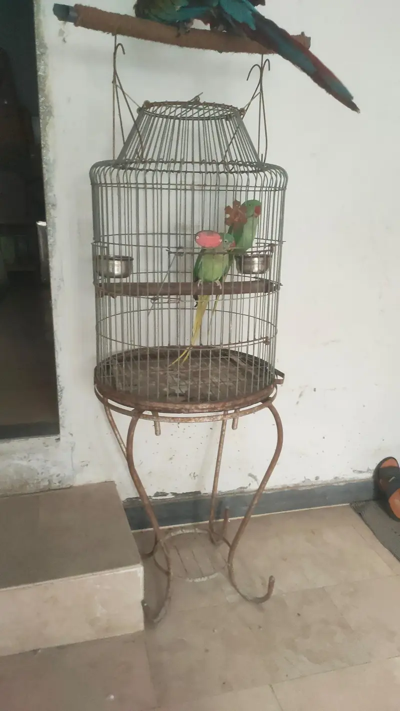 fancy cages for exotic oarrots — photo 2