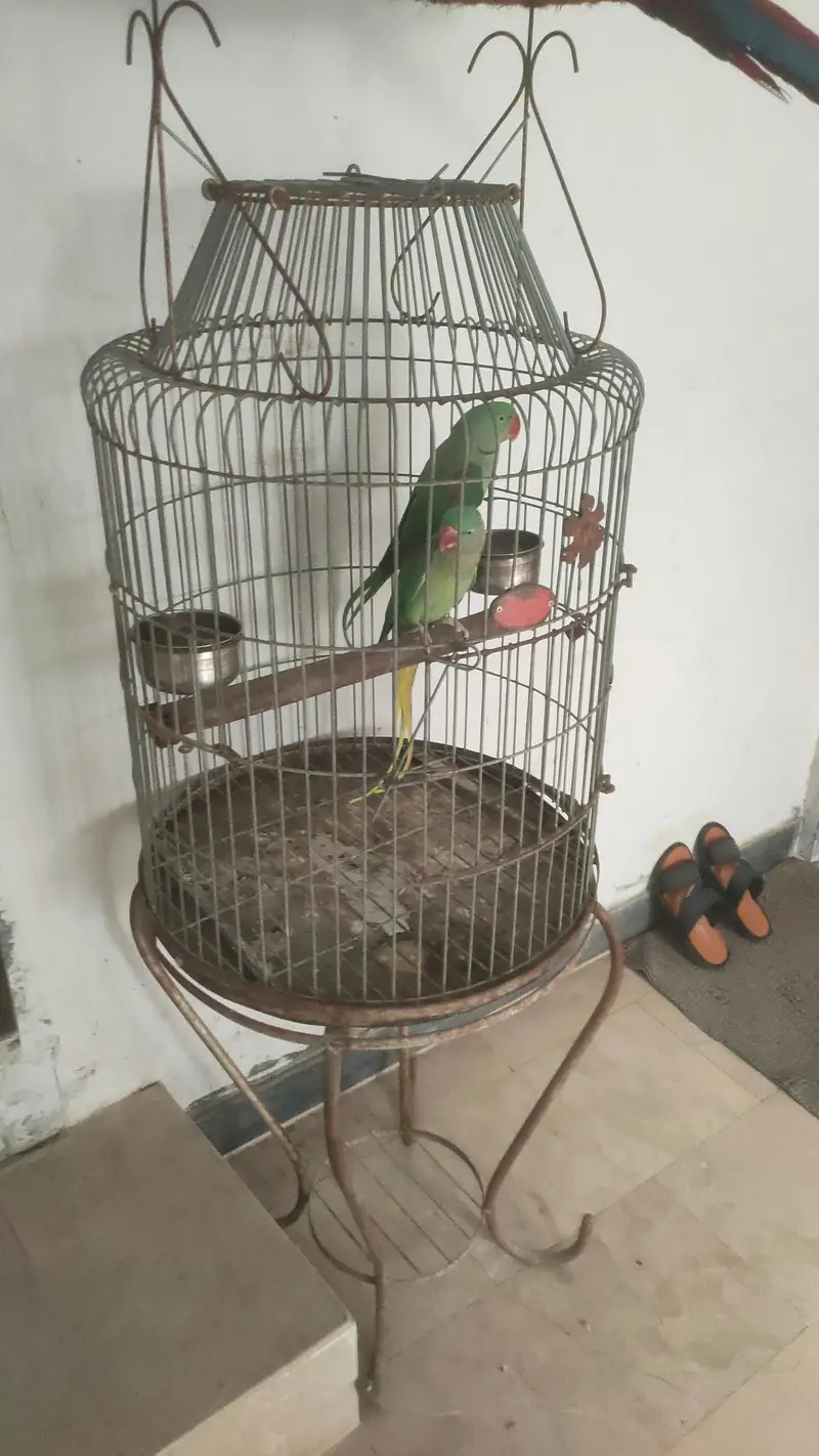 fancy cages for exotic oarrots — photo 3