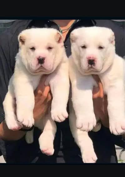 alabai for sale pair have you gone double haddi 2 month