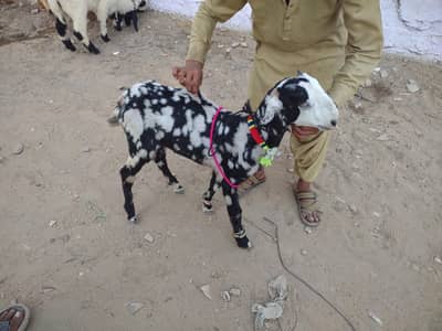 TOTAPARI  MALE  BAKRAA FOR SALE. . .