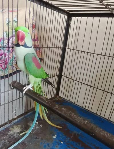 Kashmiri raw parrot for sale single and pair available