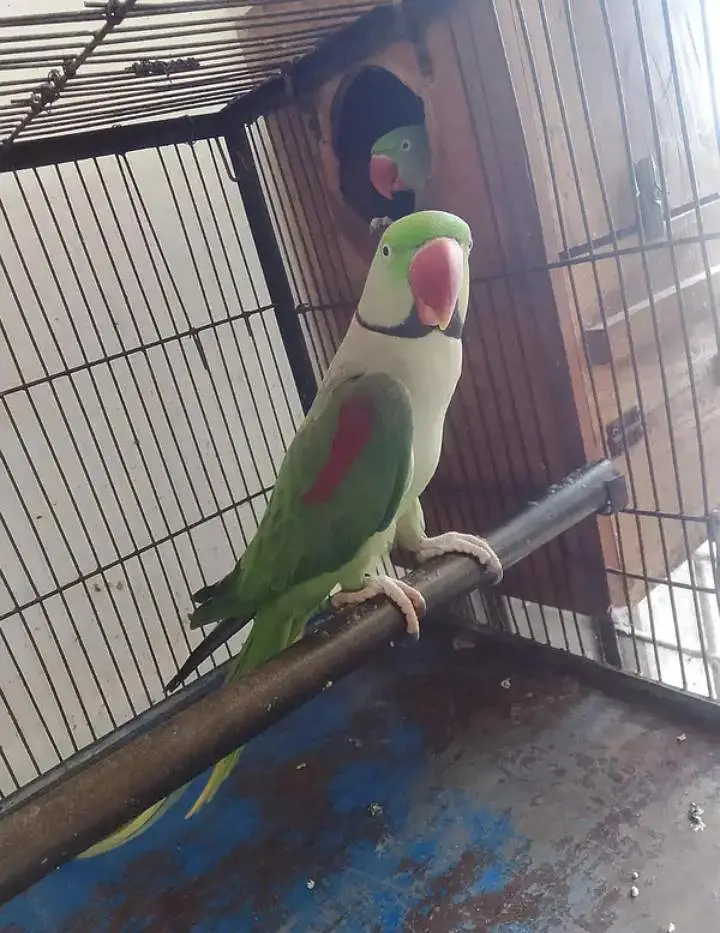 Kashmiri raw parrot for sale single and pair available — photo 2