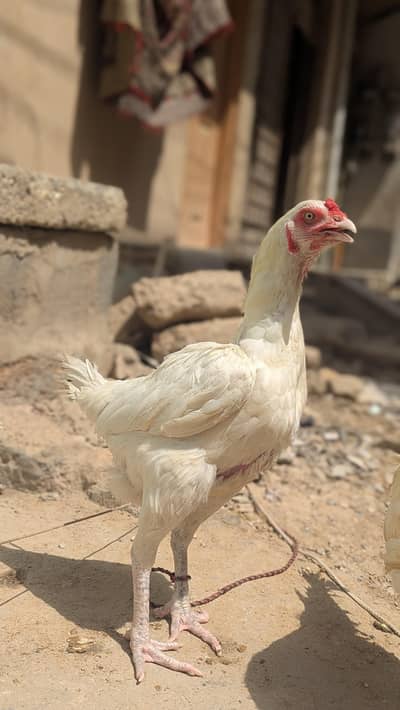 Aseel Heera  Beautiful and Healthy Pair. Pair Available for Sale