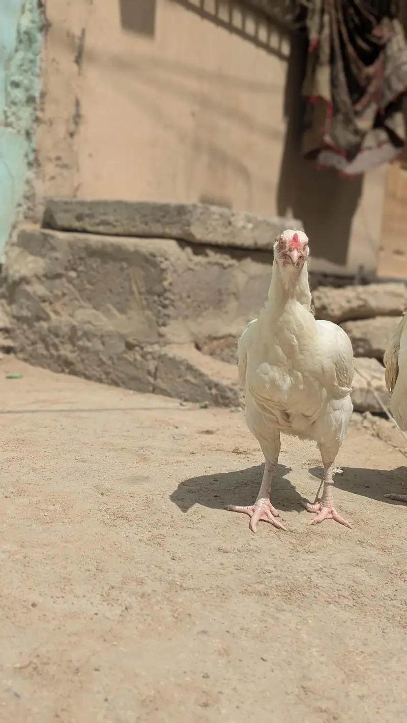 Aseel Heera  Beautiful and Healthy Pair. Pair Available for Sale — photo 2