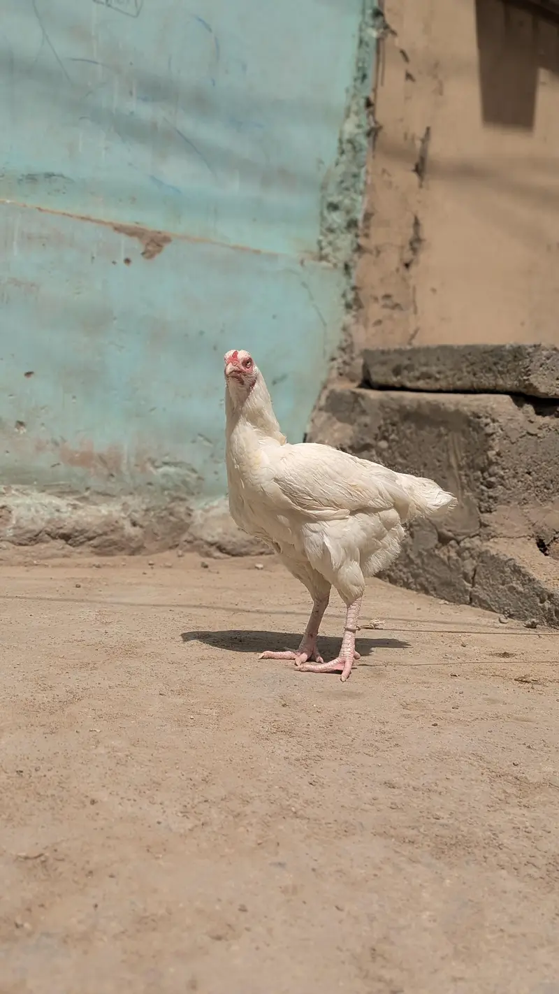 Aseel Heera  Beautiful and Healthy Pair. Pair Available for Sale — photo 3