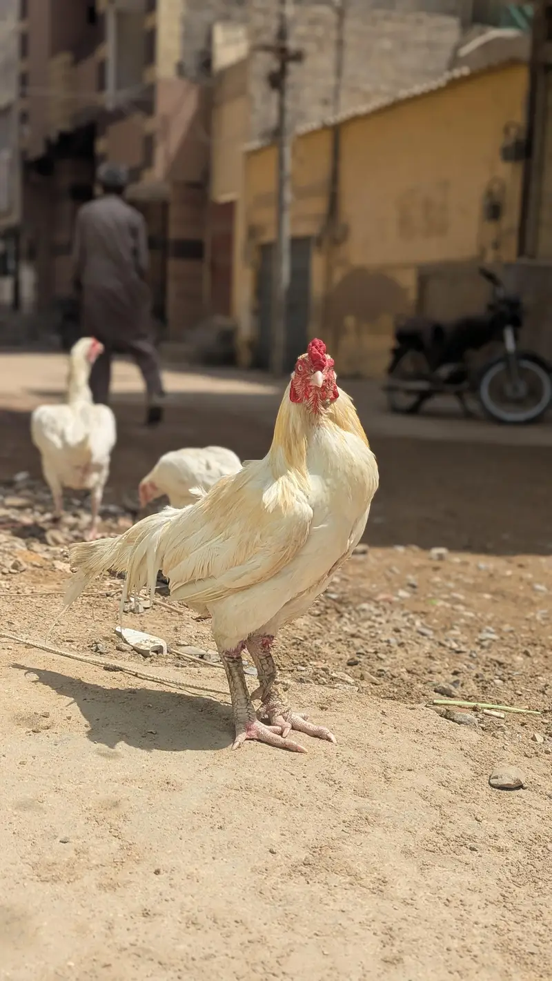 Aseel Heera  Beautiful and Healthy Pair. Pair Available for Sale — photo 4