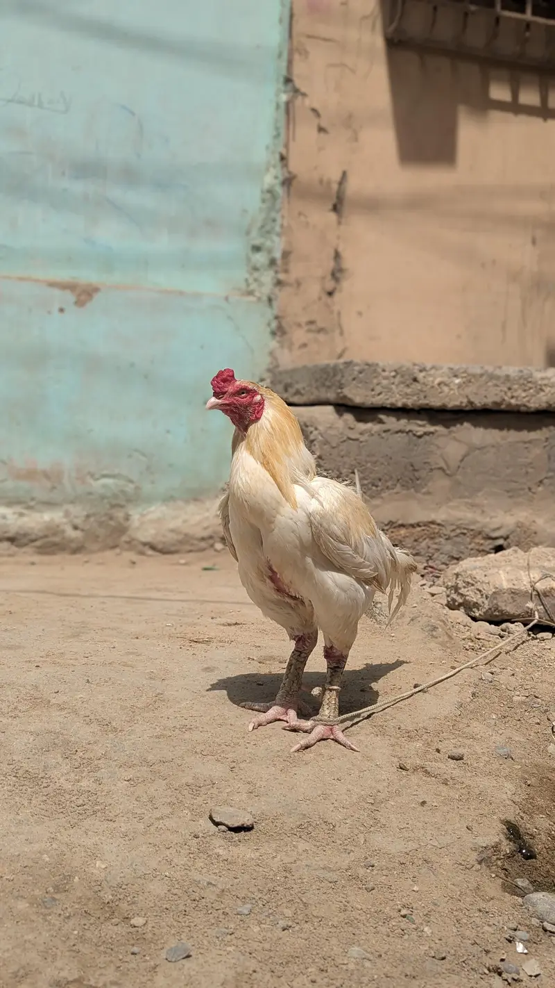Aseel Heera  Beautiful and Healthy Pair. Pair Available for Sale — photo 5
