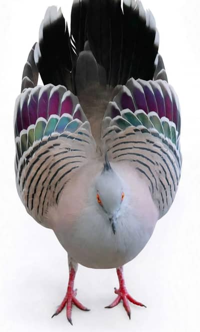 CRESTED DOVE