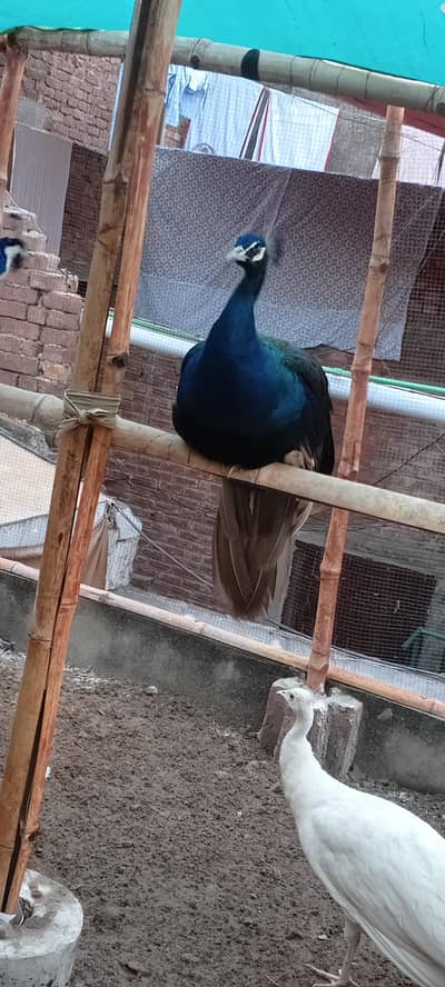 black sholdar breedar male 03234108205