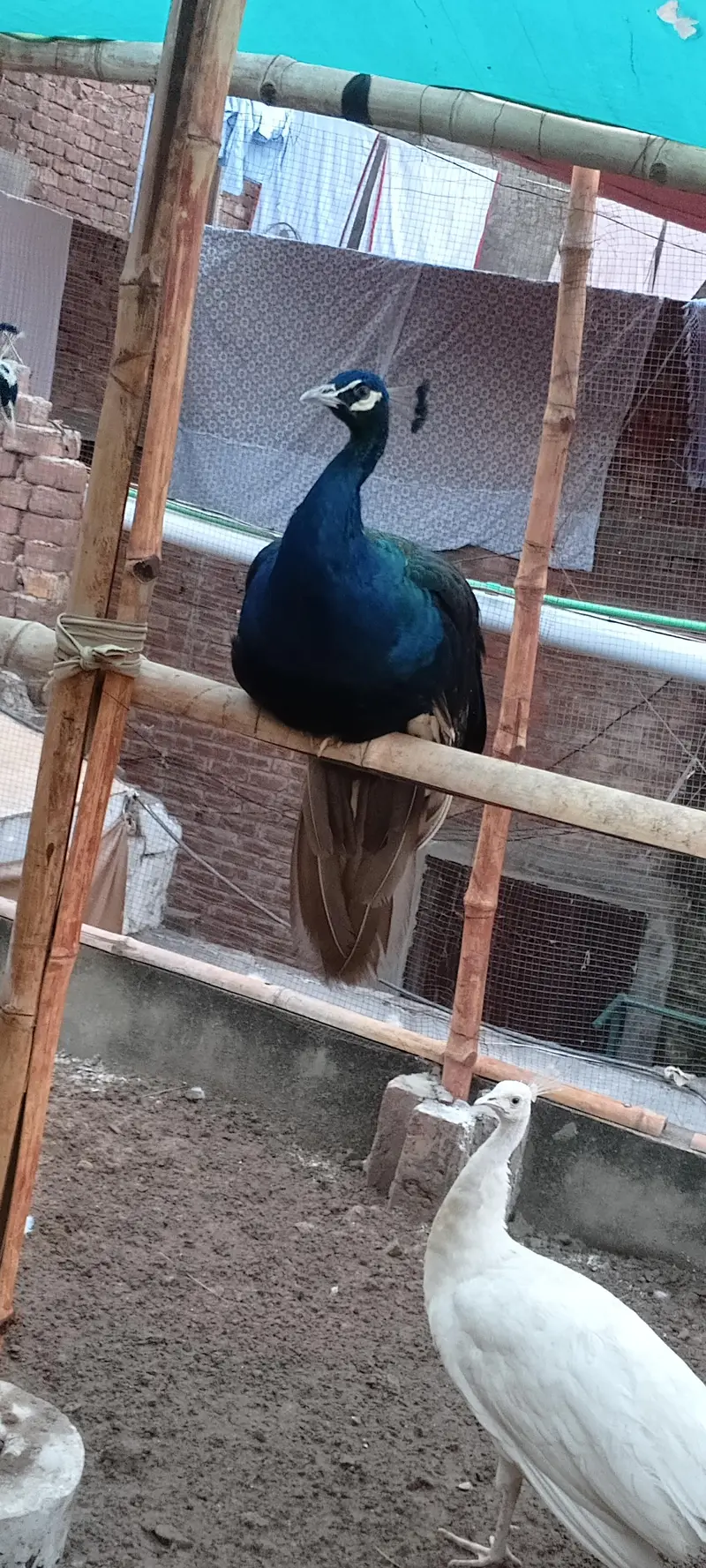 black sholdar breedar male 03234108205 — photo 2