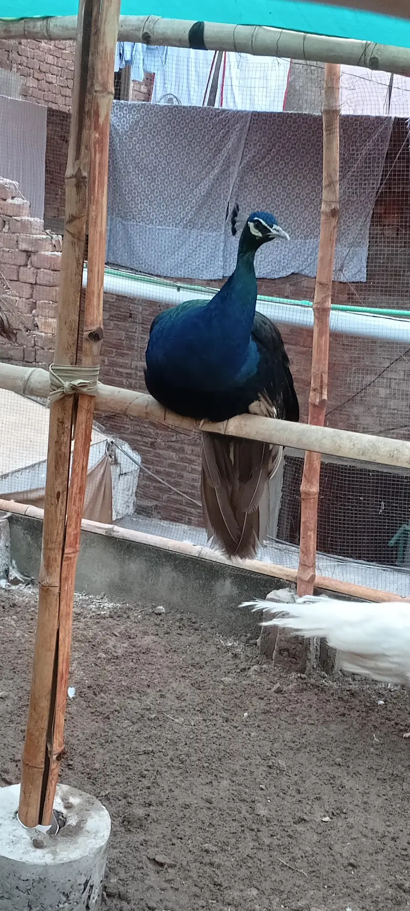 black sholdar breedar male 03234108205 — photo 3
