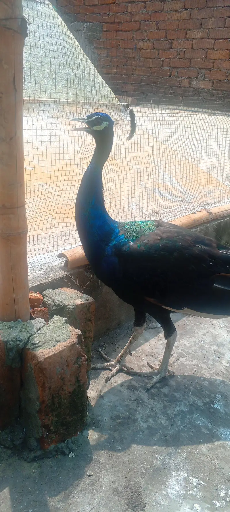 black sholdar breedar male 03234108205 — photo 5